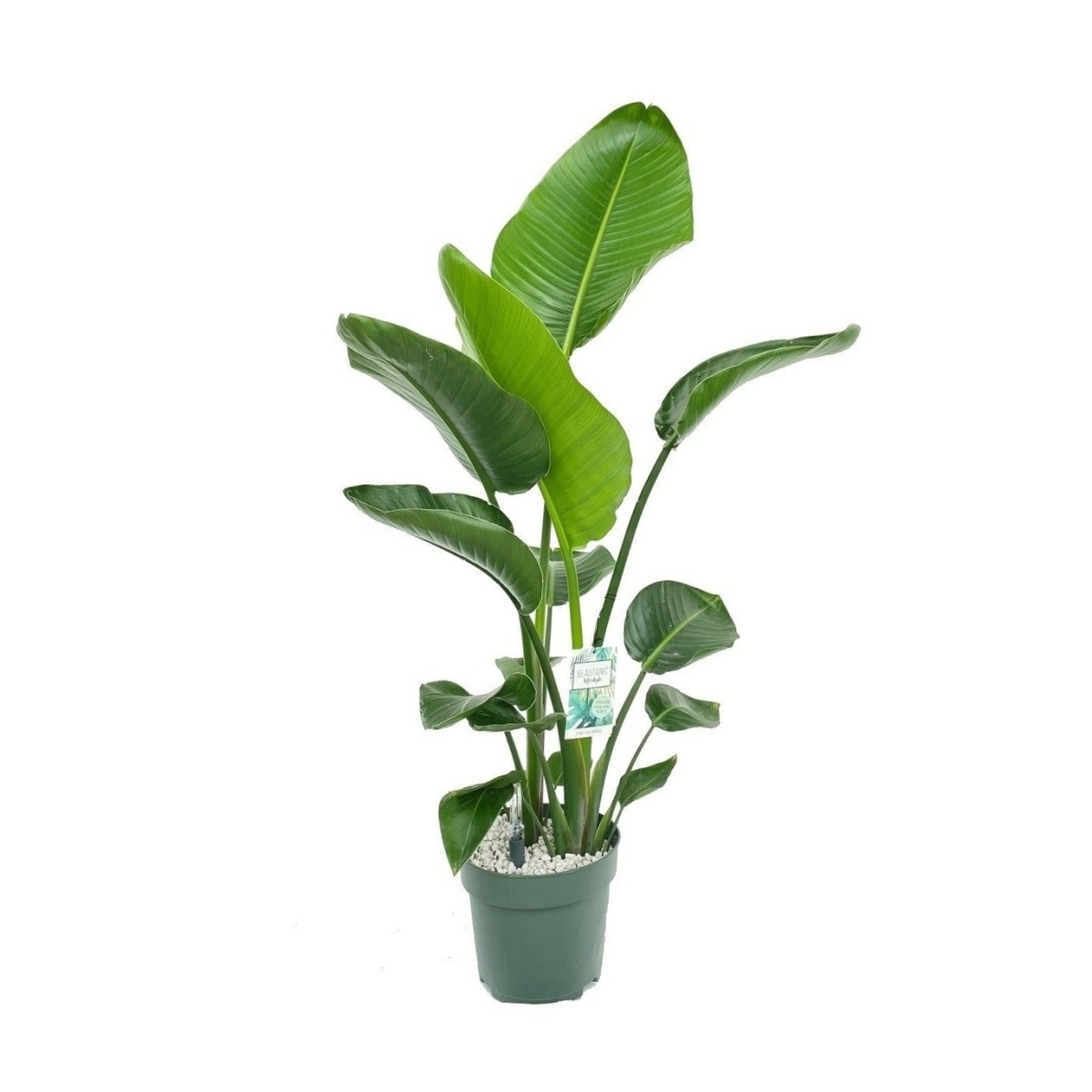 Hydroponické pokojové rostliny - Strelície natalská hydroponický květináč 24cm