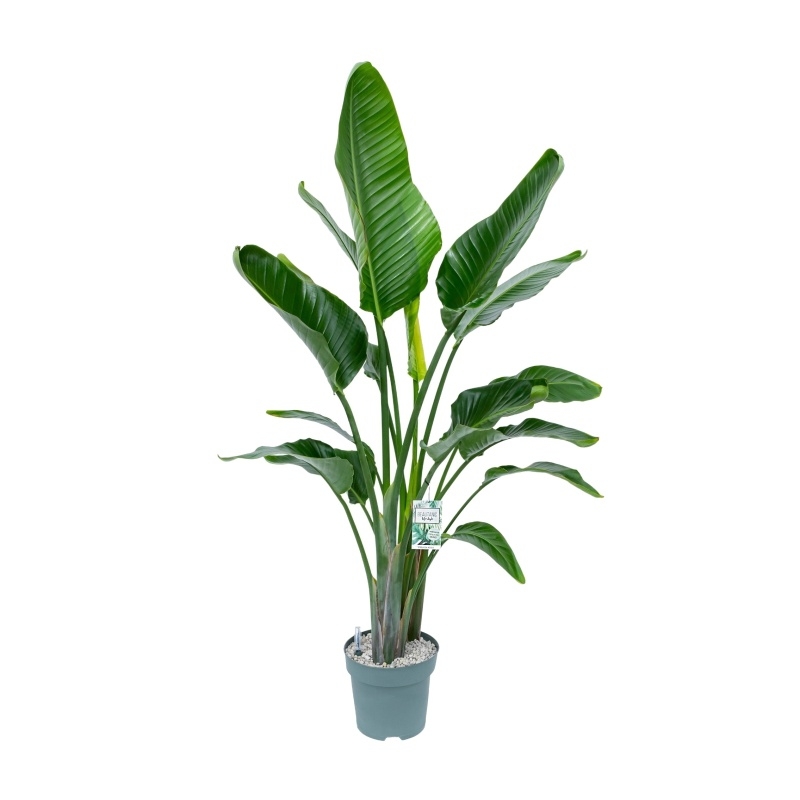 Nádobové květiny - Strelície natalská hydroponický květináč 27cm