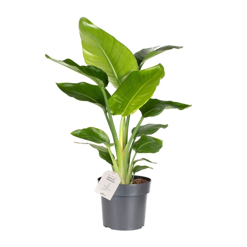 Nádobové květiny - Strelície natalská květináč 17cm