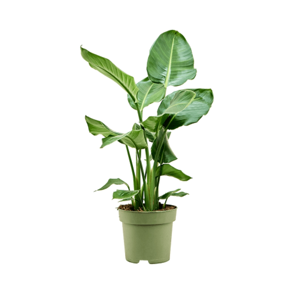 Nádobové květiny - Strelície natalská květináč 21cm