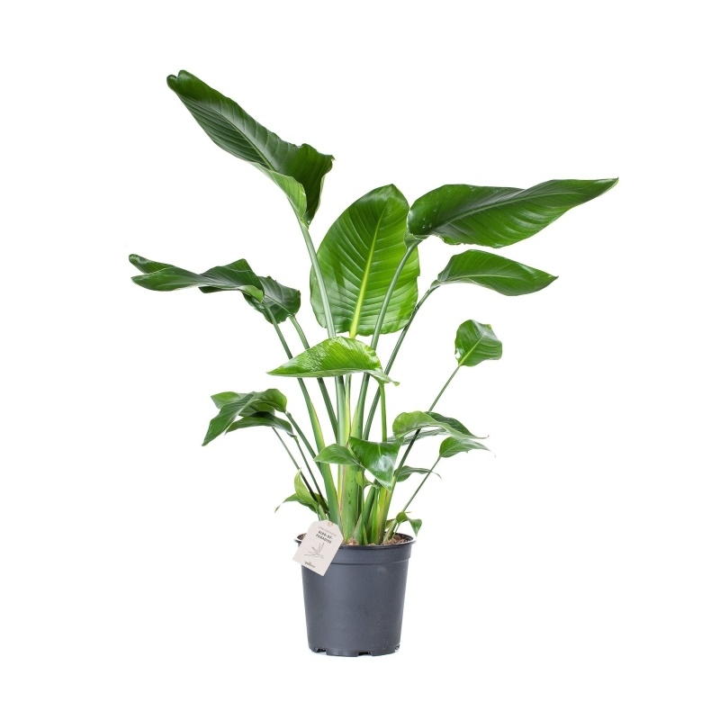 Okrasné pokojové rostliny - Strelície natalská květináč 24cm