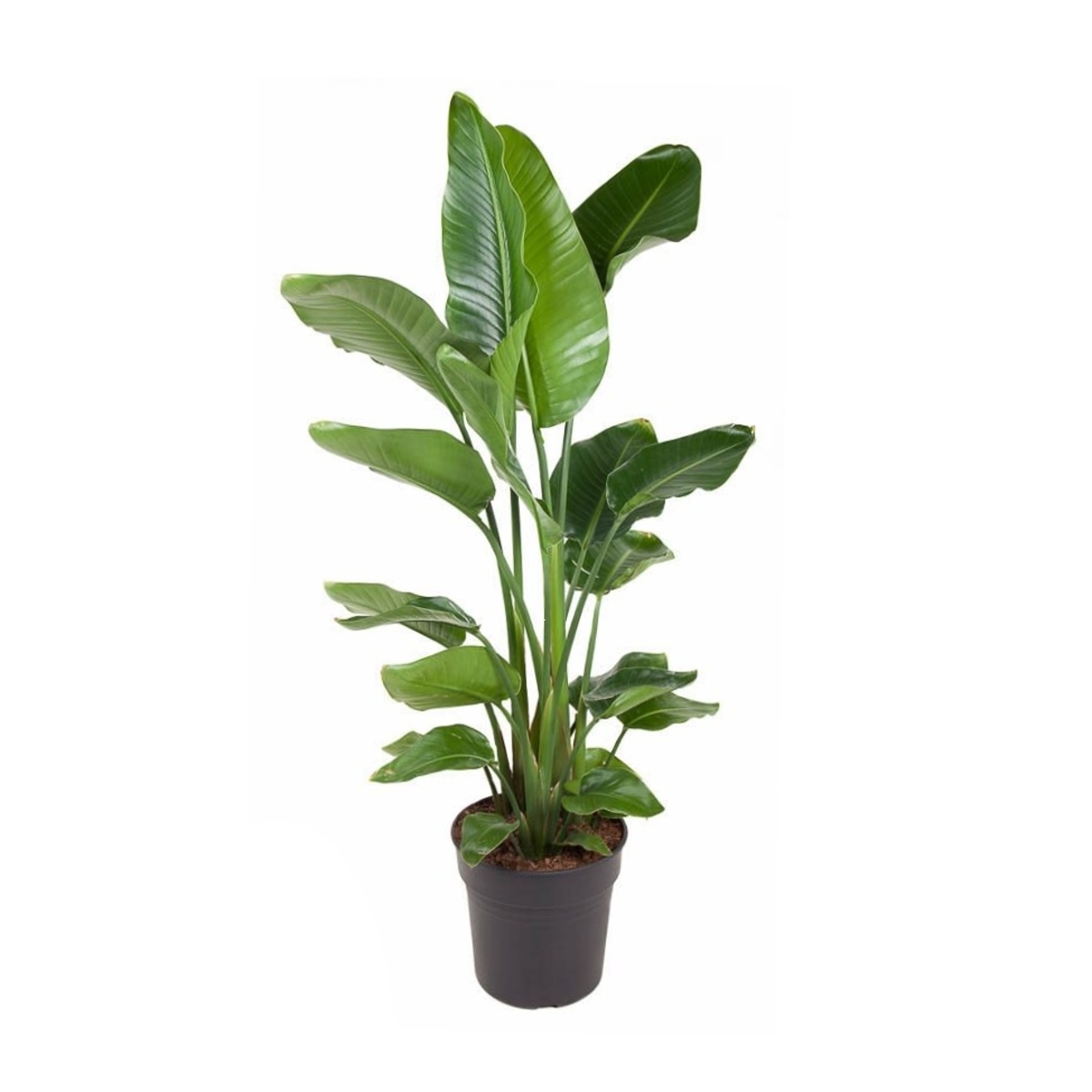 Nádobové květiny - Strelície natalská výška 150cm, květináč 10 litrů