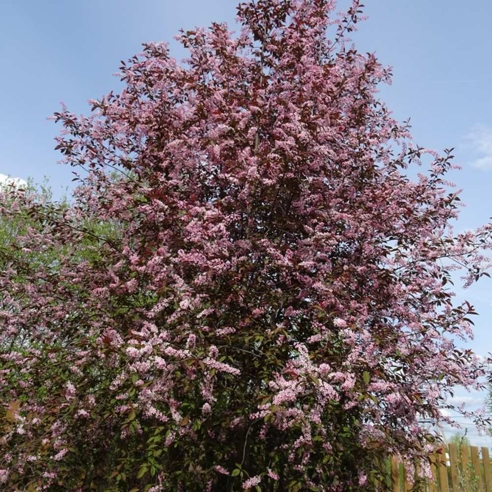 Soliterní stromy - Střemcha obecná Colorata výška kmene 225cm, zemní bal