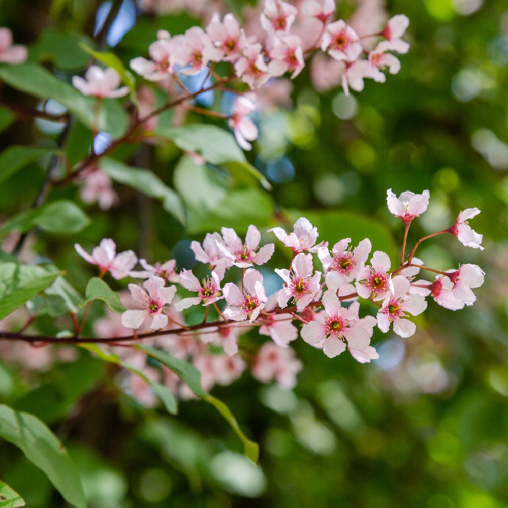 Střemcha obecná Colorata výška kmene 225cm, zemní bal-0