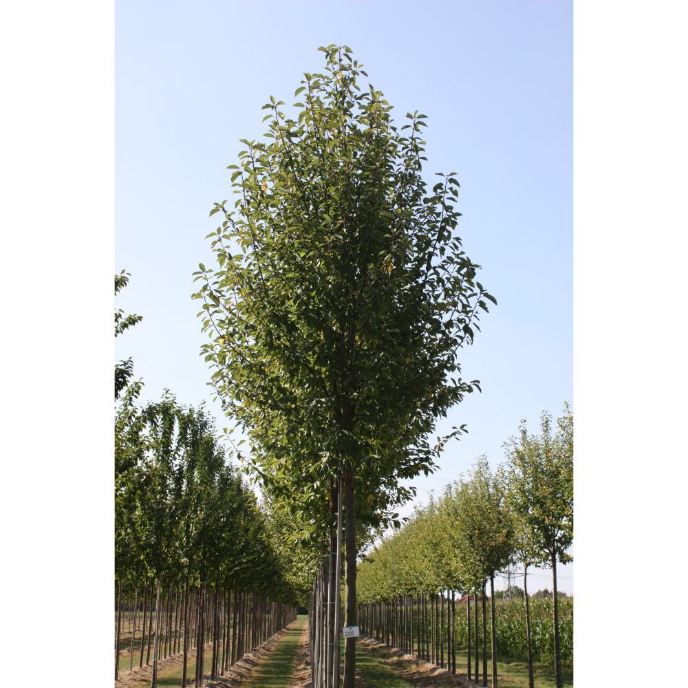 Soliterní stromy - Střemcha obecná Schloss Tiefurt výška kmene 225cm, zemní bal