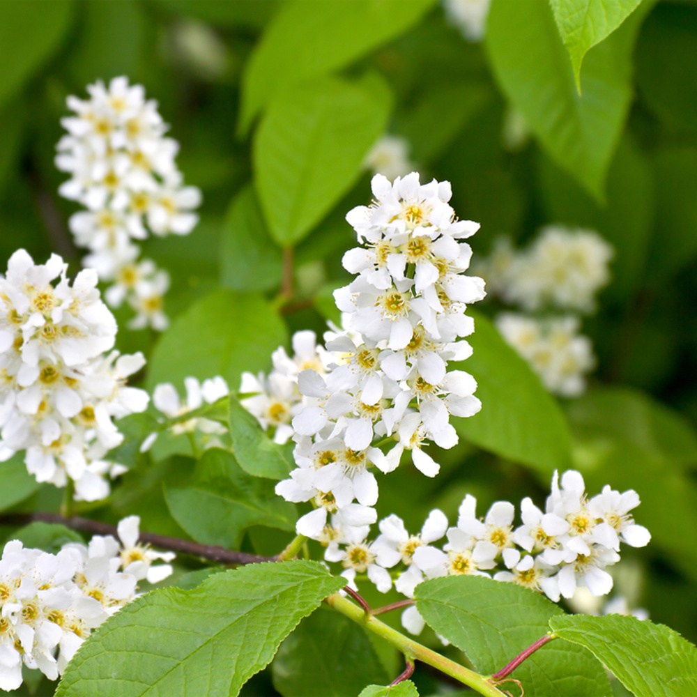 Střemcha obecná Schloss Tiefurt výška kmene 225cm, zemní bal-0