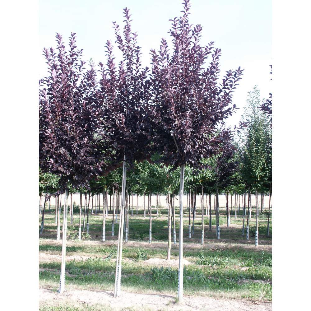 Soliterní stromy - Střemcha viržinská Shubert výška kmene 225cm, zemní bal