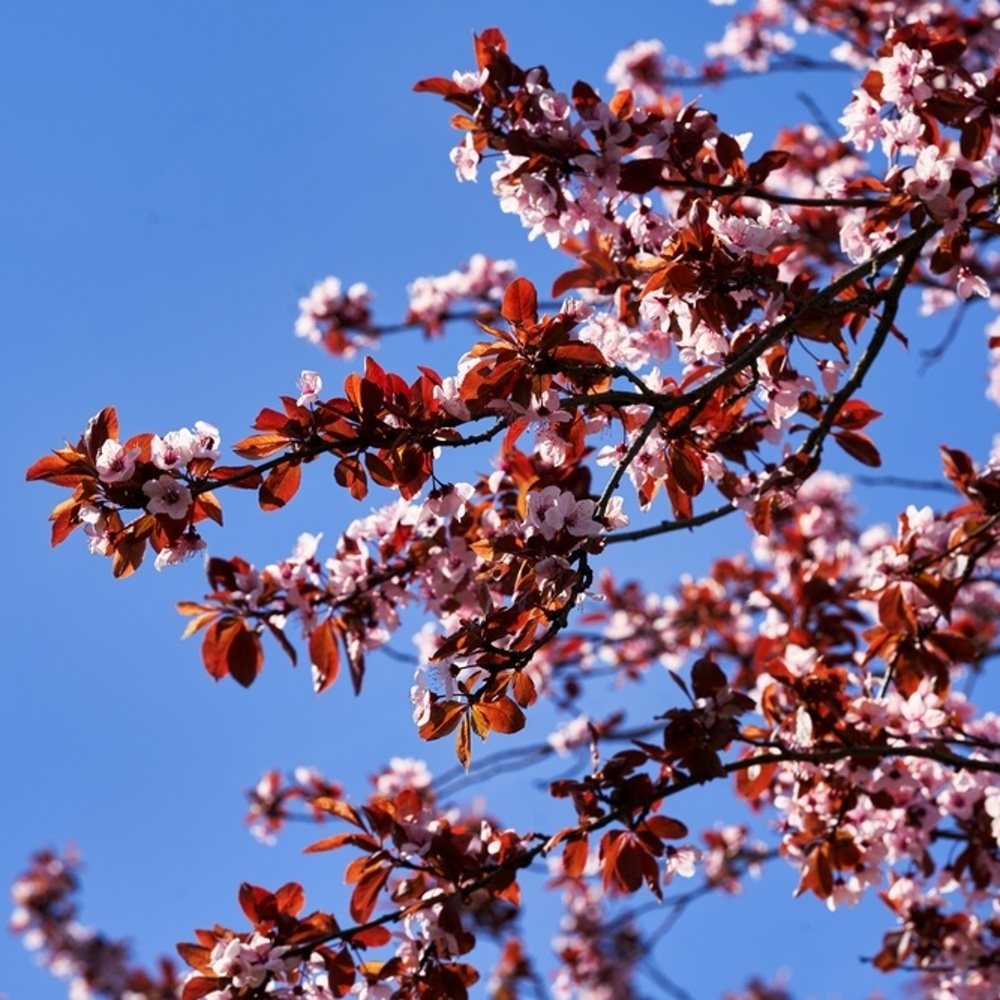 Střemcha viržinská Shubert výška kmene 225cm, zemní bal-0