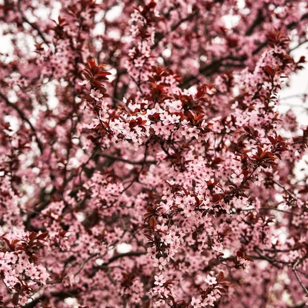 Střemcha viržinská Shubert výška kmene 225cm, zemní bal-1