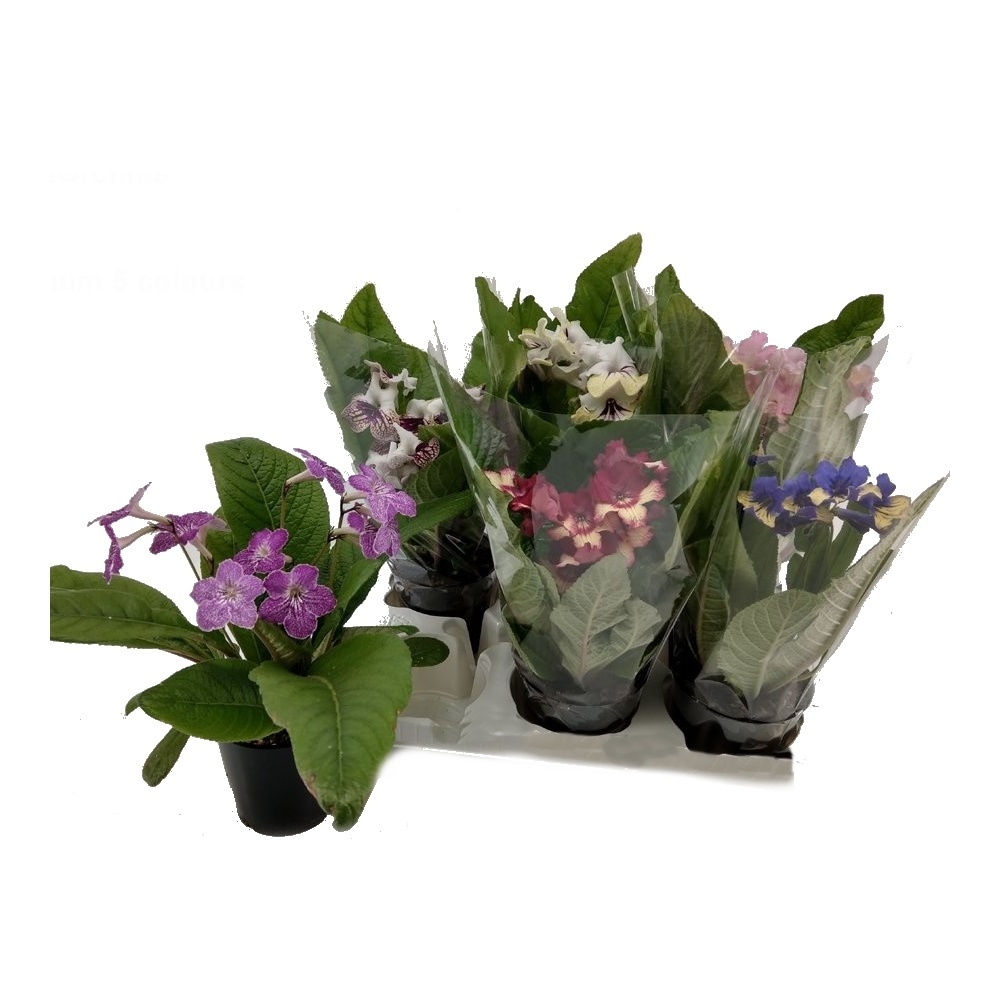 Kvetoucí pokojové rostliny - Streptokarpus, tořivka mix, květináč 12cm