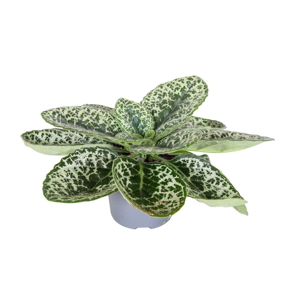 Kvetoucí pokojové rostliny - Streptokarpus, tořivka Pretty Turtle květináč 13cm