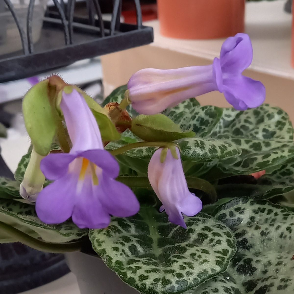Streptokarpus, tořivka Pretty Turtle květináč 13cm-0
