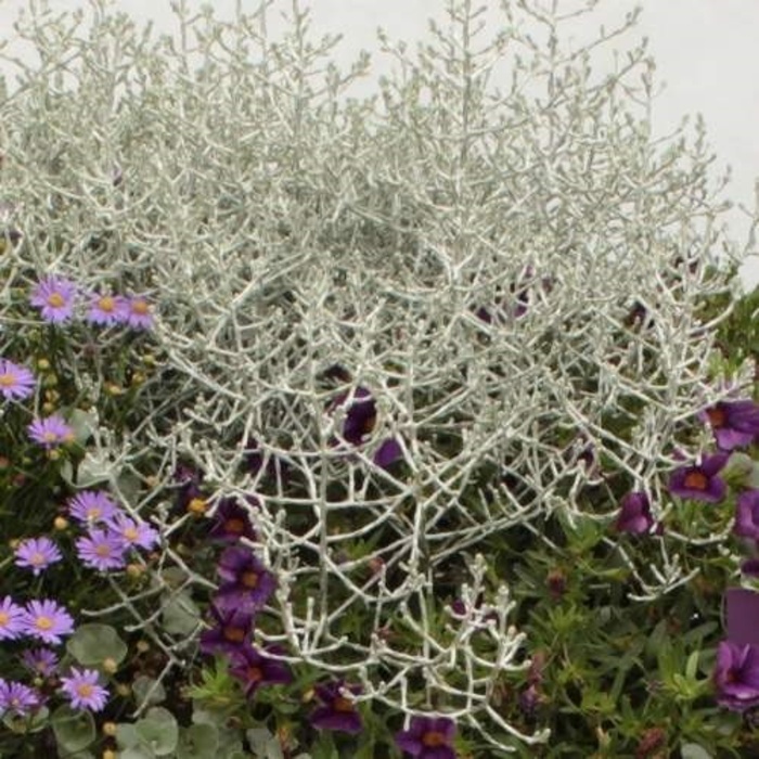 Stříbrná a fialová Lechuza Stone-1