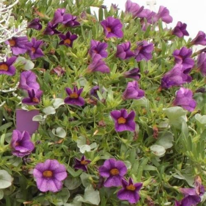 Stříbrná a fialová Lechuza Stone-2