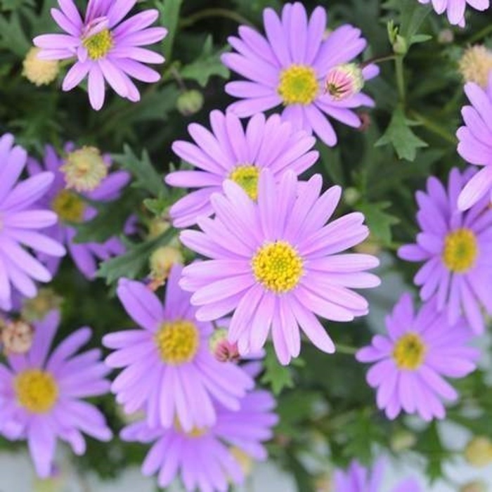 Stříbrná a fialová Lechuza-0