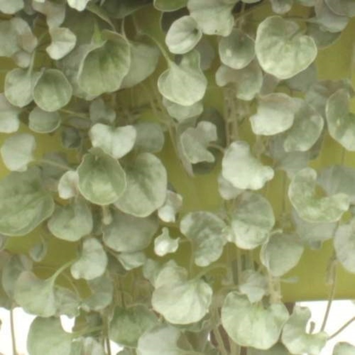 Stříbrná a fialová-3