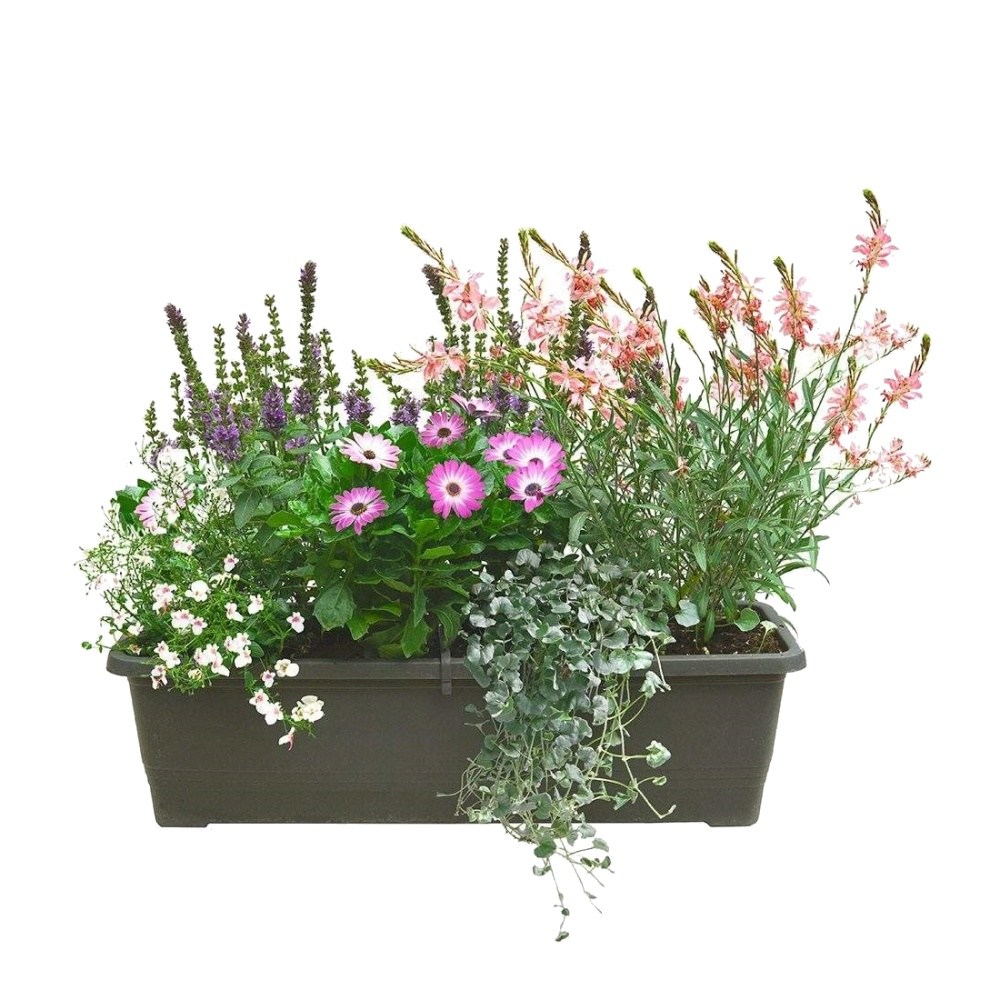 Letní truhlíky - Stříbrný déšť truhlík 60cm