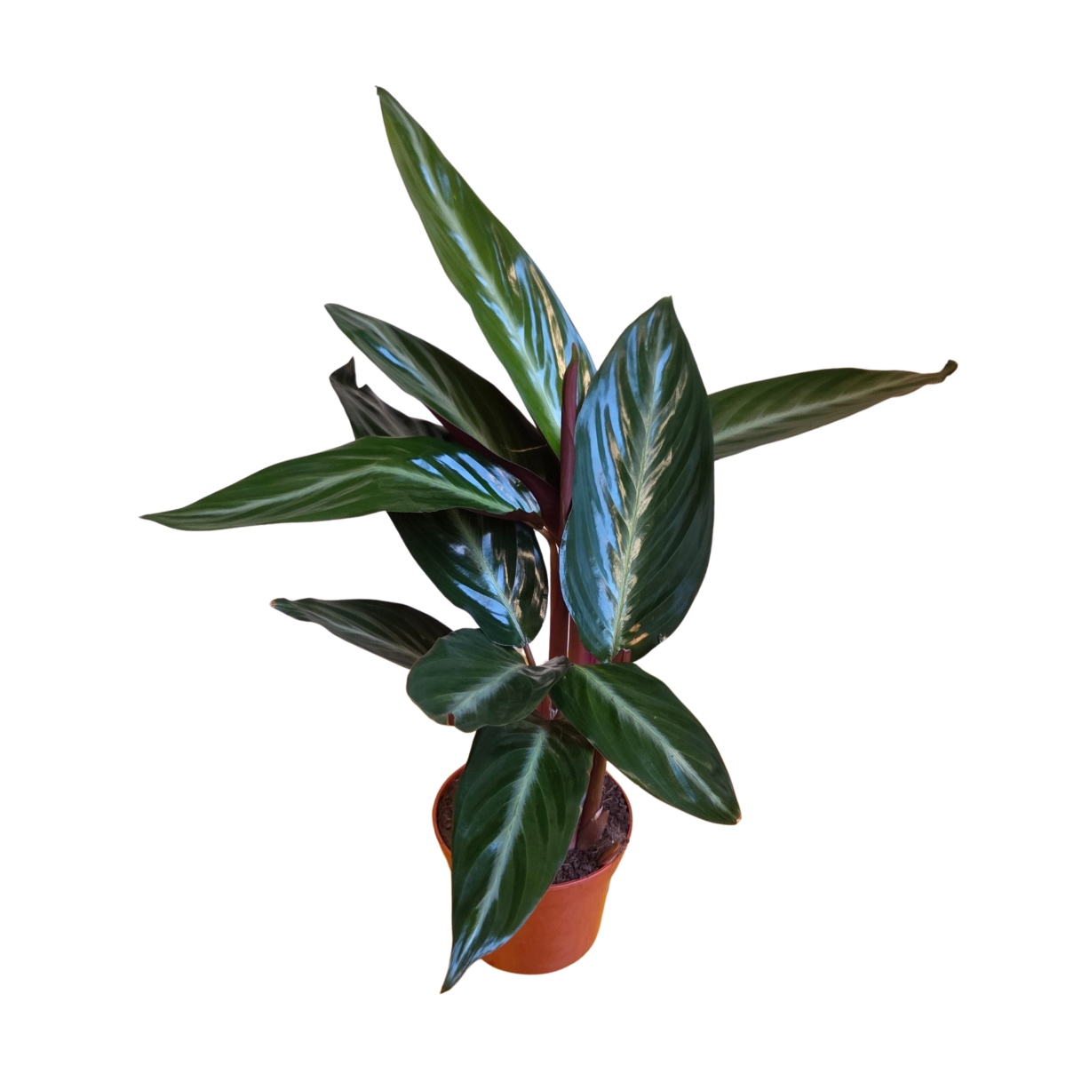 Okrasné pokojové rostliny - Stromante květináč 12cn