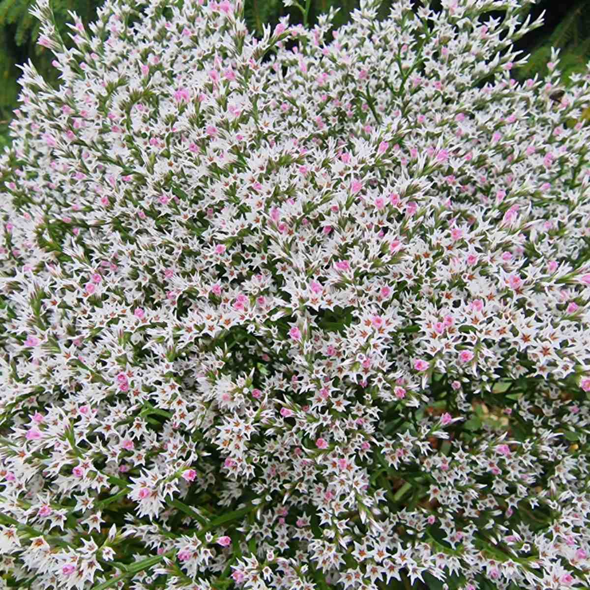 Na slunce - Suchobýl tatarský květináč 9cm