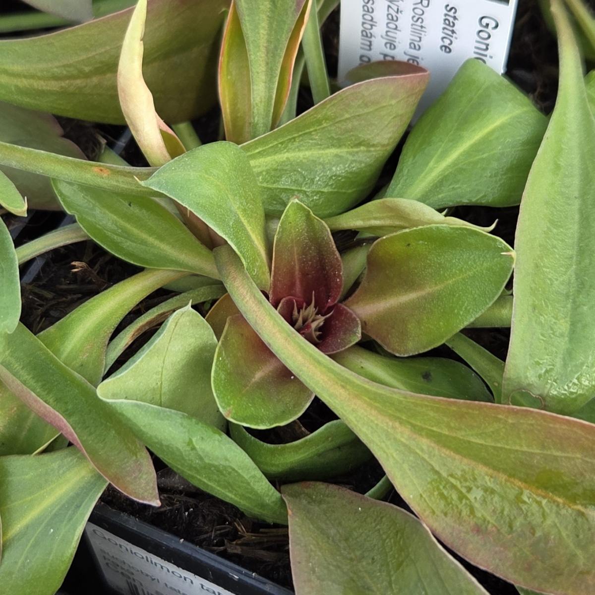 Suchobýl tatarský květináč 9cm-0