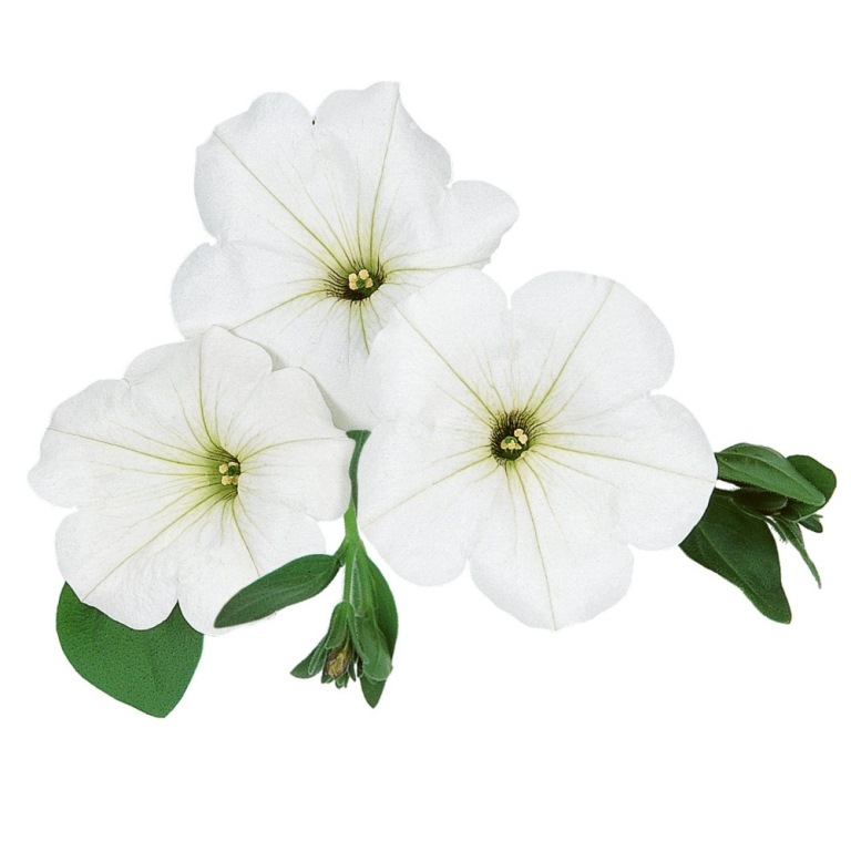 Převislé balkonové květiny - Surfinie bílá 4ks 11cm