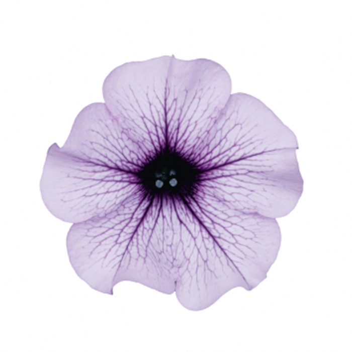 Převislé balkonové květiny - Surfinie Blue Vein P11 4ks