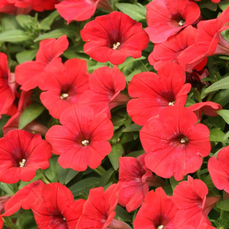 Převislé balkonové květiny - Surfinie červená 4ks 11cm