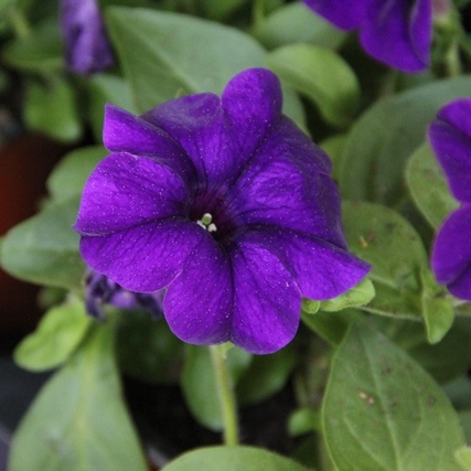 Převislé balkonové květiny - Surfinie modrá 4ks 11cm