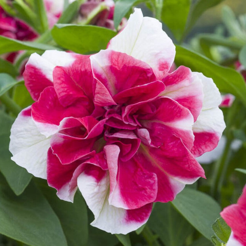 Převislé balkonové květiny - Surfinie plnokvětá bílo-červená 4ks 11cm