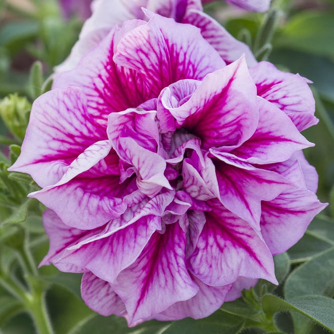 Převislé balkonové květiny - Surfinie plnokvětá růžovo-vínová 4ks 11cm