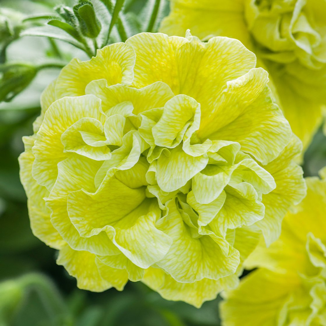 Převislé balkonové květiny - Surfinie plnokvětá žlutá 4ks 11cm