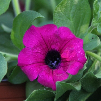 Převislé balkonové květiny - Surfinie purpurová 4ks 11cm