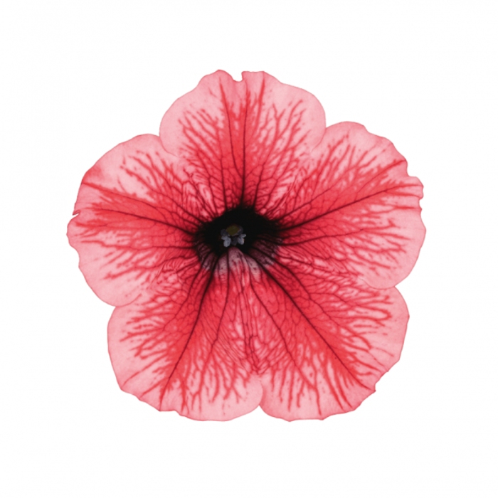 Převislé balkonové květiny - Surfinie růžová s červeným žilkováním 4ks 11cm