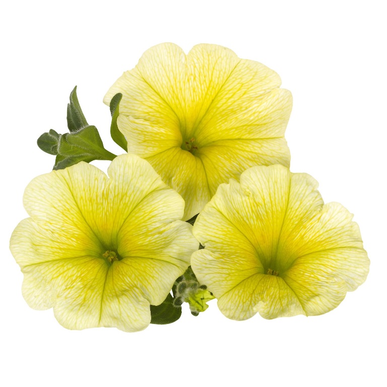 Převislé balkonové květiny - Surfinie žlutá 4ks 11cm