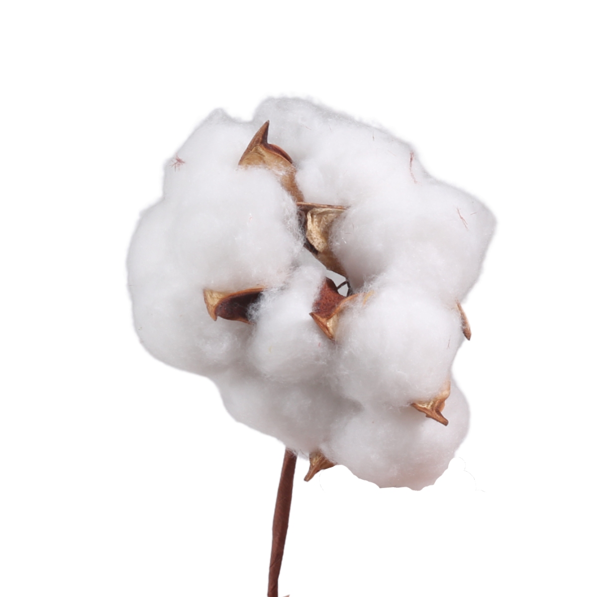 Sušina - Sušina bavlník 15cm/3ks