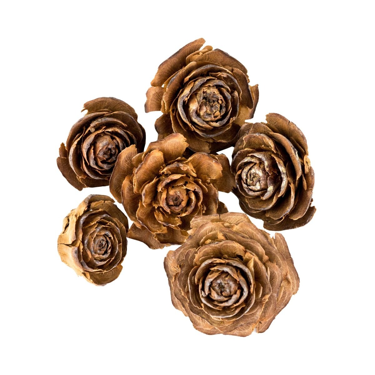 Přízdoby - Sušina Cedar rose hnědá 3-5cm/6ks