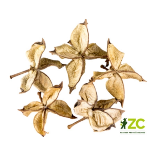 Přízdoby - Sušina Cotton flower (bavlník) 5ks