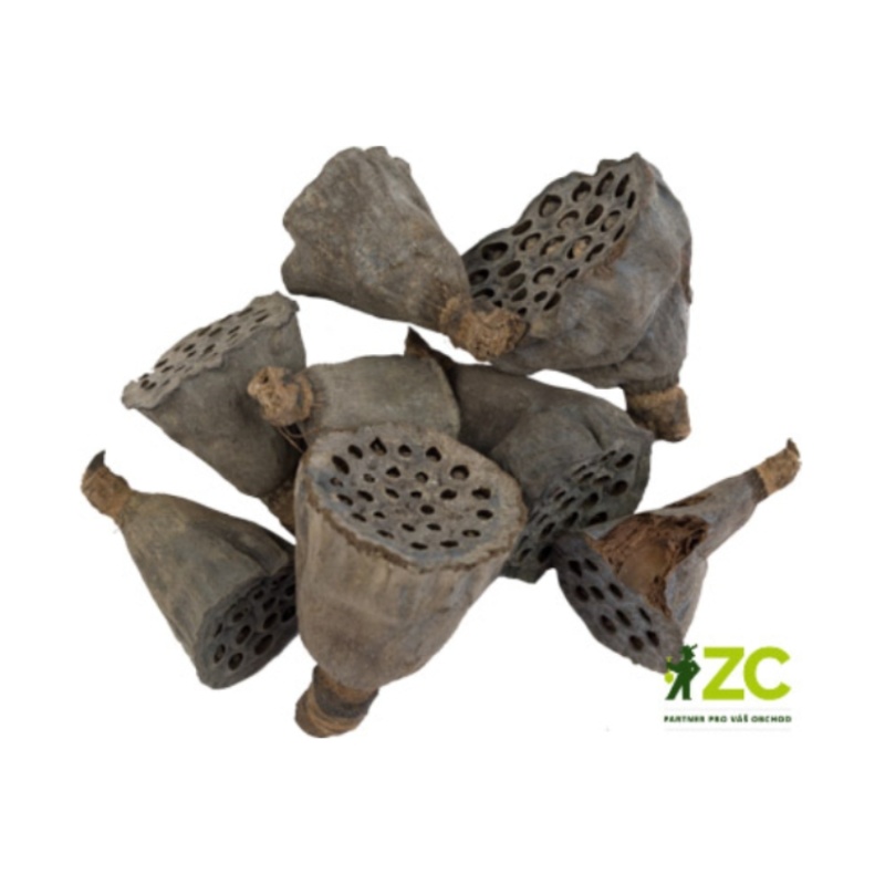 Přízdoby - Sušina Lotus mini 8ks