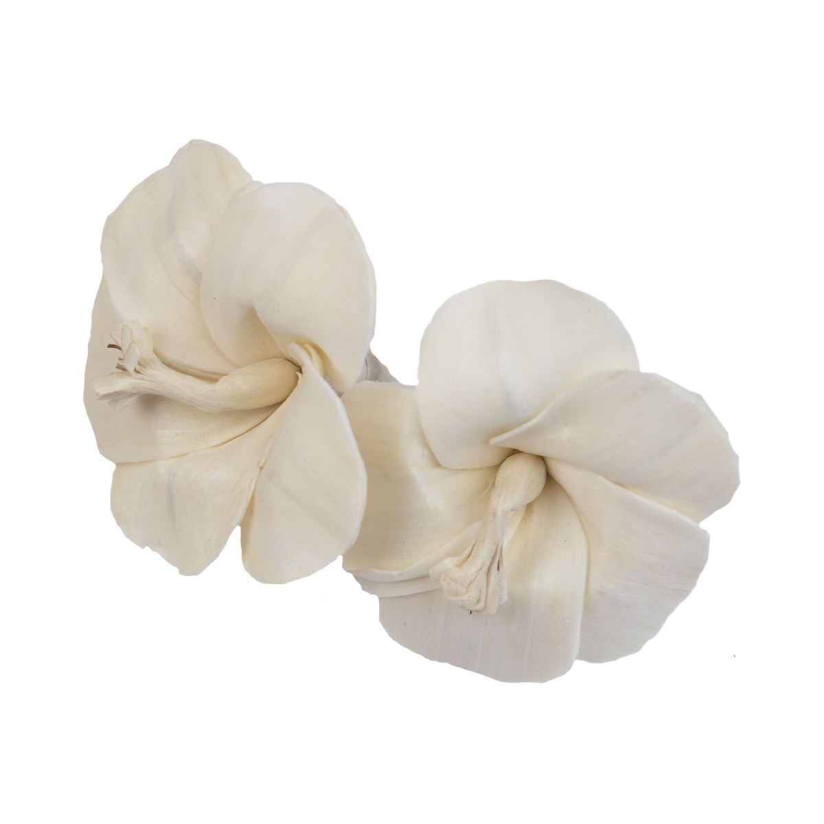 Přízdoby - Sušina Sola Jaba krémová 6cm/3ks