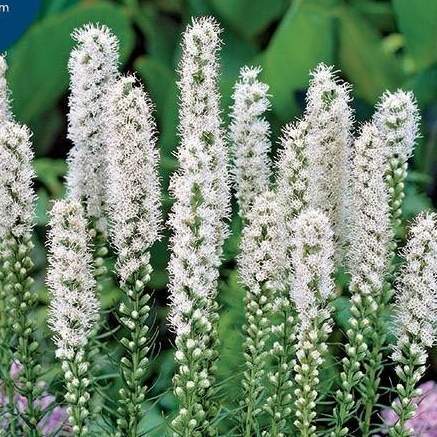Trvalky k řezu - Šuškarda 'Floristan ® White' 9cm