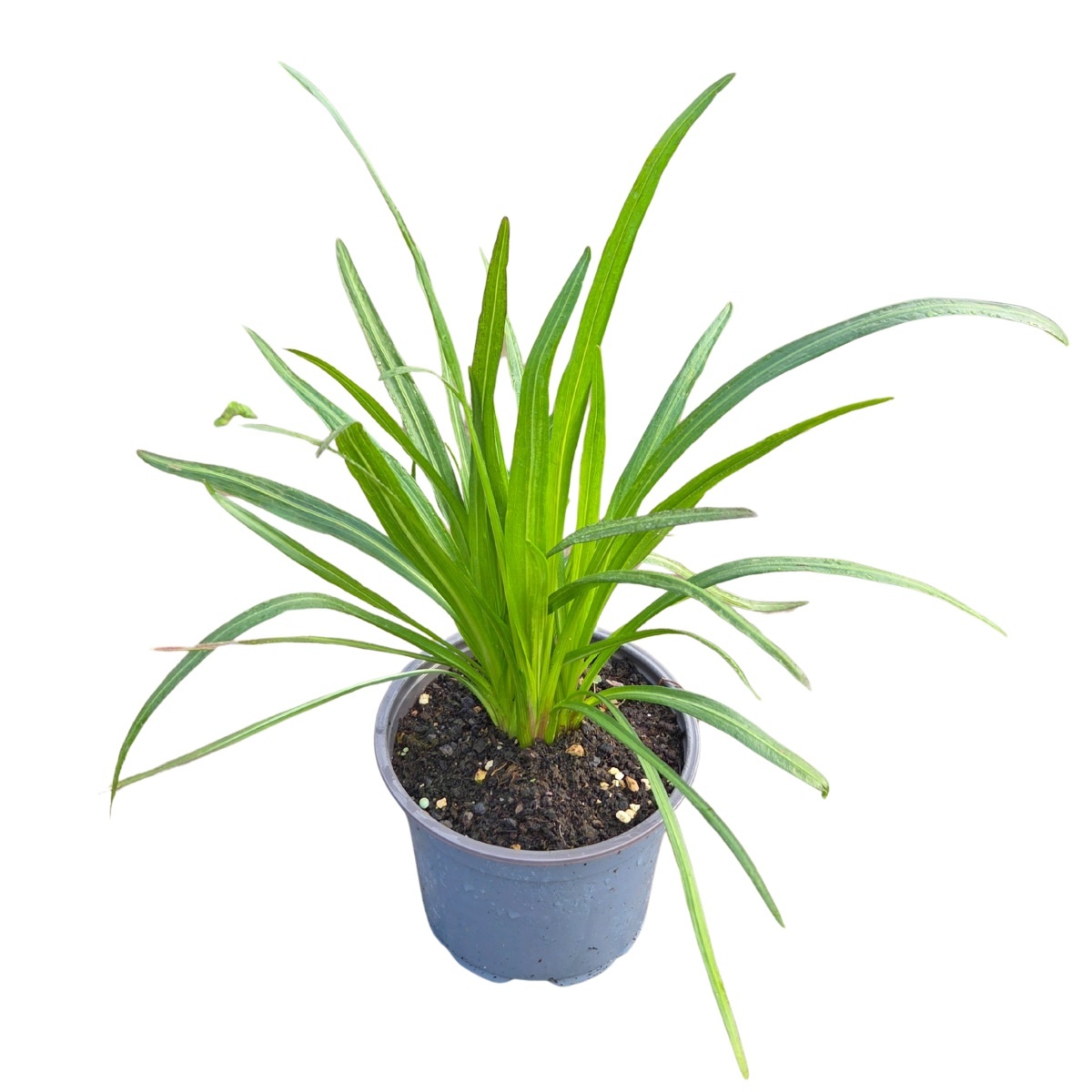 Na slunce - Šuškarda klasnatá Floristan Violet květináč 12cm