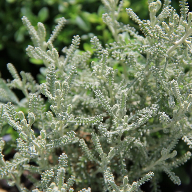 Svatolína cypřišová květináč 12cm-0