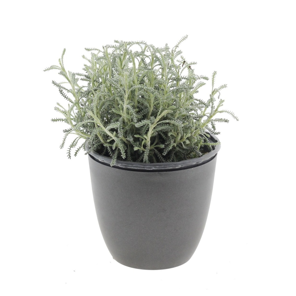 Bylinky - Svatolína cypřišová květináč 14cm