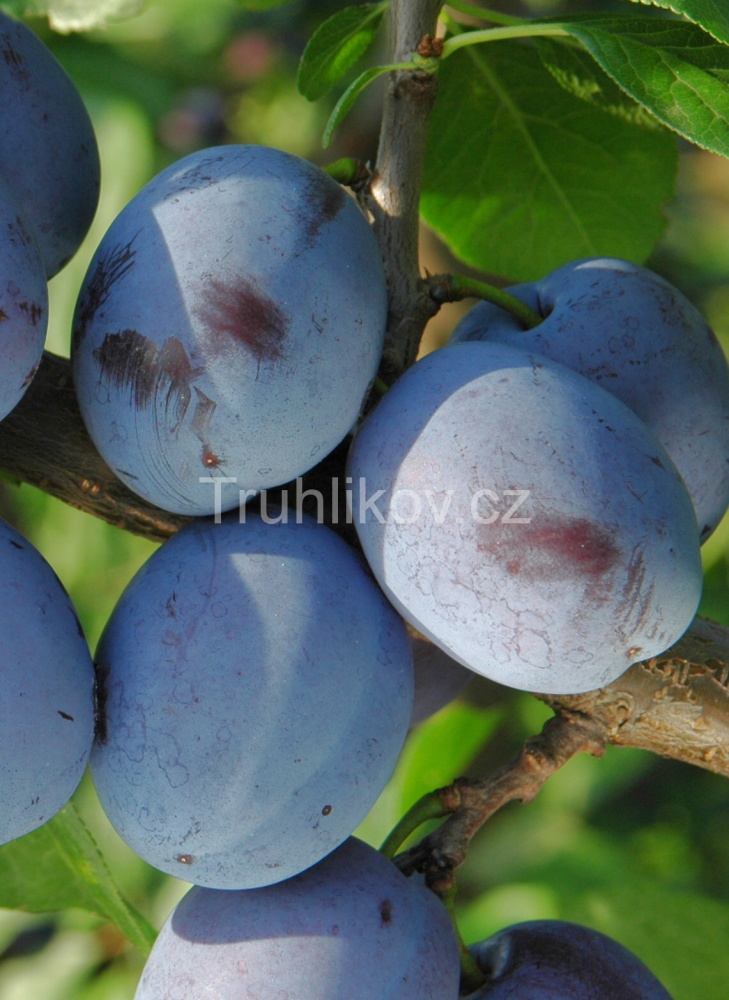 Švestka 'Čačanská lepotica' prostokořenná, zákrsek, SAMOSPRAŠNÁ-0