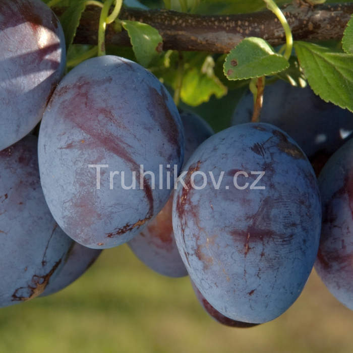 Rostliny - Švestka 'Čačanská rodná' květináč 10 litrů, čtvrtkmen, SAMOSPRAŠNÁ