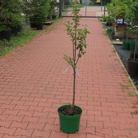 Švestka 'Čačanská rodná' květináč 10 litrů, čtvrtkmen, SAMOSPRAŠNÁ-0