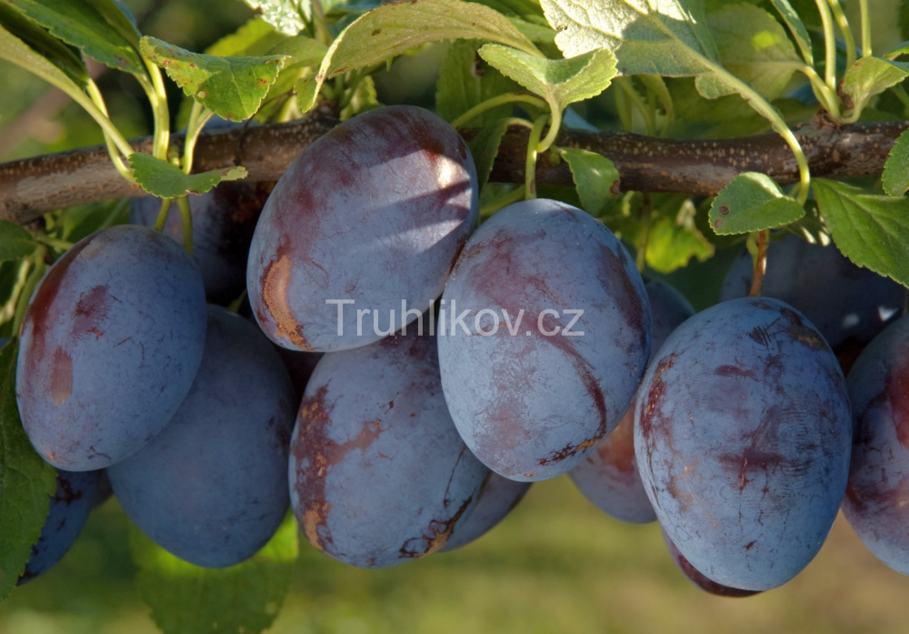 Rostliny - Švestka 'Čačanská rodná' prostokořenné, zákrsek, SAMOSPRAŠNÁ