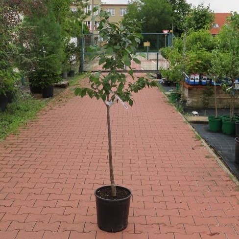 Švestka 'Durancie' květináč 7,5 litru, čtvrtkmen, SAMOSPRAŠNÁ-0