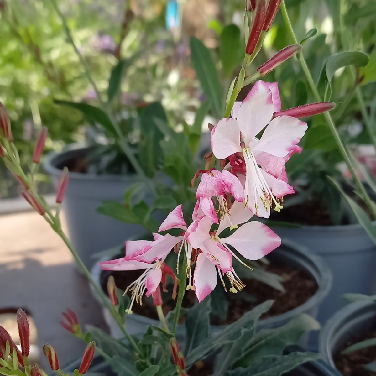 Na slunce - Svíčkovec Gambit Rose Bicolor 12cm