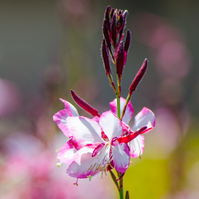 Na slunce - Svíčkovec 'Gambit Rose Bicolor' 2 litry
